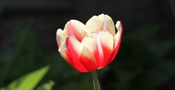 impulse su jardn con estas 8 ideas para plantar en otoo, 4 Cultiva hermosos tulipanes en un jarr n