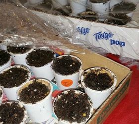 13 surprising shortcuts to starting seeds indoors, Turn leftover k cups into cozy planters