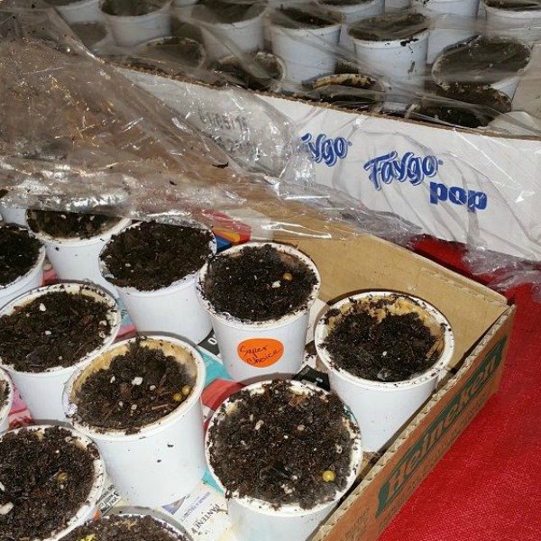 13 surprising shortcuts to starting seeds indoors, Turn leftover k cups into cozy planters