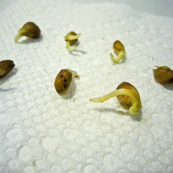 13 sorprendentes atajos para iniciar las semillas en el interior, Comience sus propios rboles de lim n de la semilla