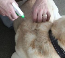 diy fleas repellent for dogs, pets, pets animals