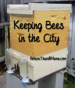 la cra de abejas en la ciudad los primeros 30 das