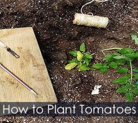 growing tomatoes planting tying caging tips, container gardening, gardening, How to plant tomatoes