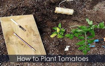 Growing Tomatoes - Planting Tying Caging Tips