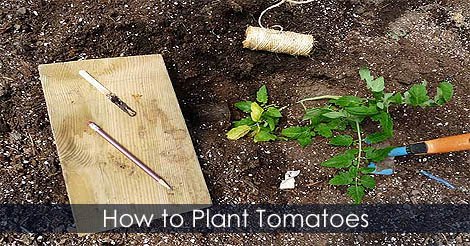 cultivo de tomates consejos para plantar atar y enjaular, C mo plantar tomates