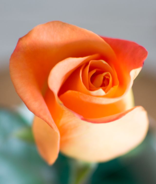 make those grocery store roses look like garden roses, container gardening, flowers, gardening