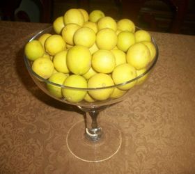 my lemon tree is full of lemons this year, gardening, Lemons from my lemon tree