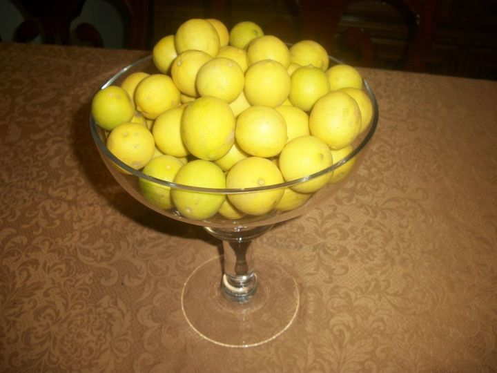 my lemon tree is full of lemons this year, gardening, Lemons from my lemon tree