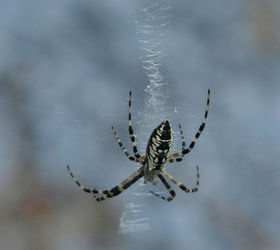 This year's Argiope garden spider