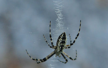This year's Argiope garden spider