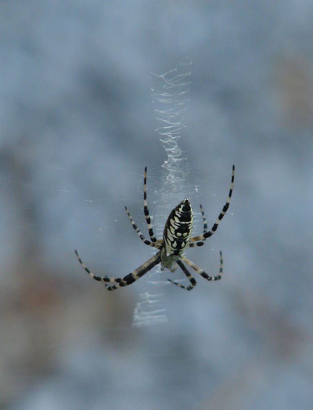 this year s argiope garden spider, pets animals, Arigiope garden spider
