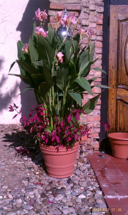 q flowers can i split these canna lilies up i just bought for a girlfriend for her, flowers, gardening, Beautiful yes And on Sale