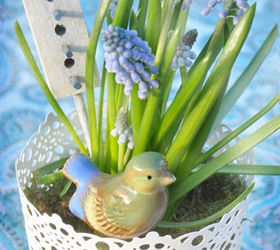 gardening tips spring bulbs tulips problems, flowers, gardening, Grape Hyacinths