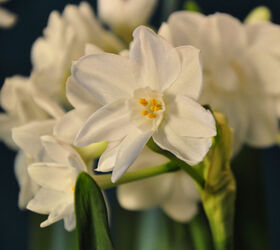 gardening tips spring bulbs tulips problems, flowers, gardening, Paperwhites