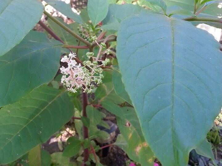 gardening plant weed identifying, gardening