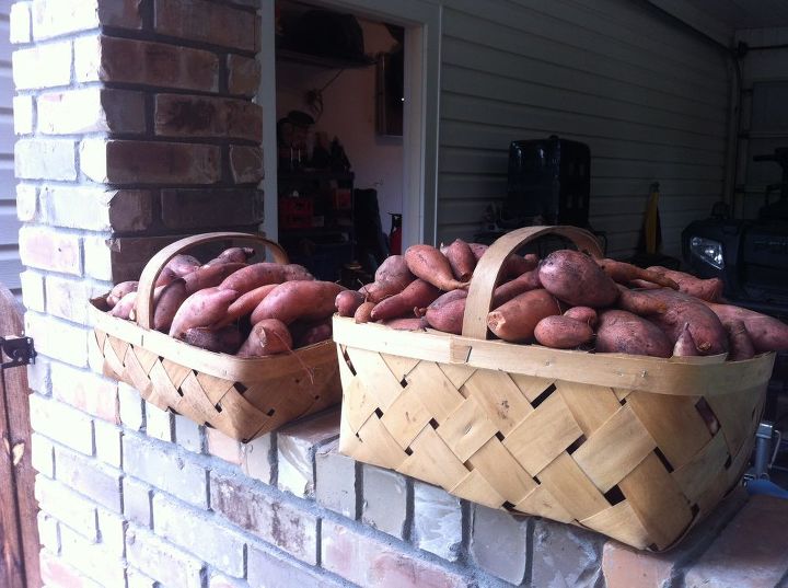 sweet potatoes, gardening, Our first harvest of sweet potatoes