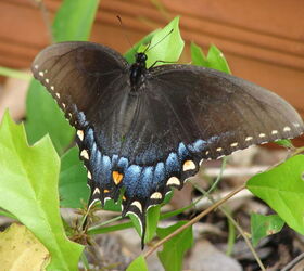 today s garden visitors, gardening, wildlife animals, Tiger Swallowtail black female form