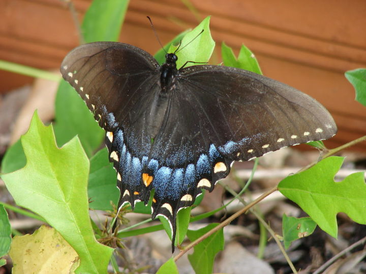 today s garden visitors, gardening, wildlife animals, Tiger Swallowtail black female form