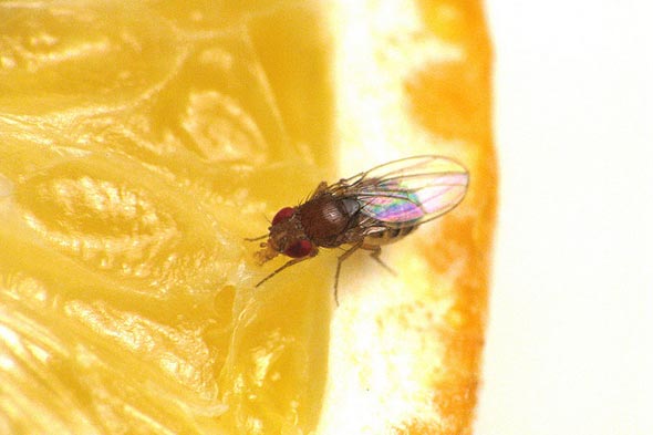 how do you get rid of fruit flies, pest control, How do you get rid of fruit flies