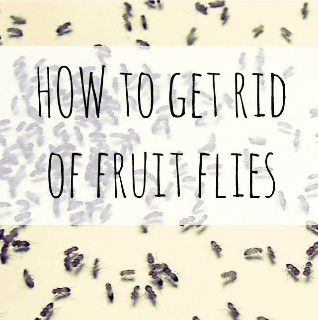 How To Get Rid Of Fruit Flies With Household Items Hometalk