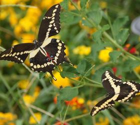 butterflies amp lantana, gardening, wildlife animals
