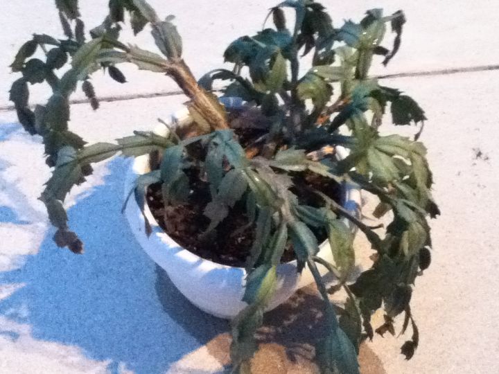 easter cactus, gardening, Easter cactus