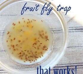 a quick and easy fruit fly trap, pest control, Using dish soap fermenting fruit or wine and some plastic wrap is all it takes
