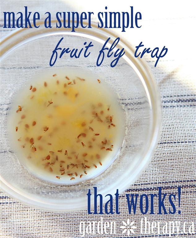 a quick and easy fruit fly trap, pest control, Using dish soap fermenting fruit or wine and some plastic wrap is all it takes