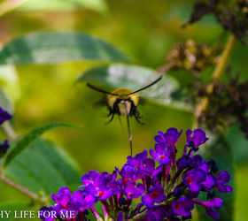Hummingbird Moth feeding from Butterfly Bush
