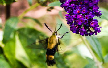 Hummingbird Moth Feeding from Butterfly Bush