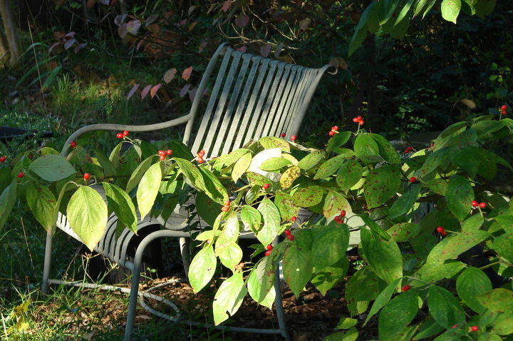 fall in alabama, gardening, landscape, outdoor living, Dogwood with berries taken about 10 days ago
