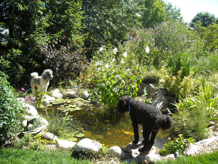 water gardening ponds water features waterfalls koi ponds outdoor lifestyles, gardening, outdoor living, ponds water features, And our pups love it for watching turtle TV