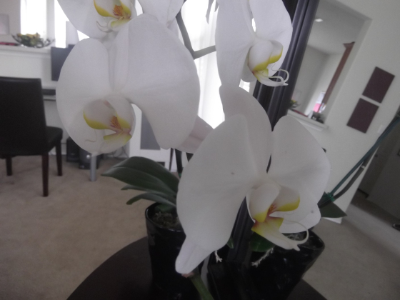 flowers orchid care tips, flowers, gardening