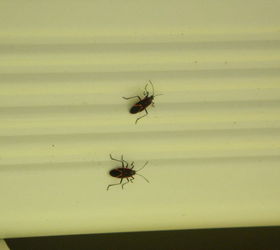 can anyone identify these bugs, pest control, What are these bugs