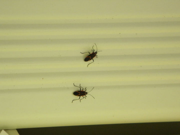 can anyone identify these bugs, pest control, What are these bugs