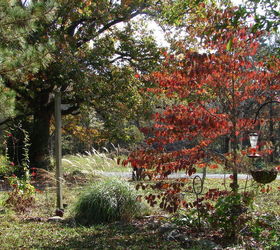 fall in rural north alabama, flowers, landscape, outdoor living, Front and center of my yard a dogwood tree in its fall glory