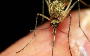Descubre 5 consejos para mantener alejados a los insectos de forma natural