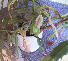 i have a xmas cactus that s probably 25 yrs old for many years now it s bloomed at, gardening