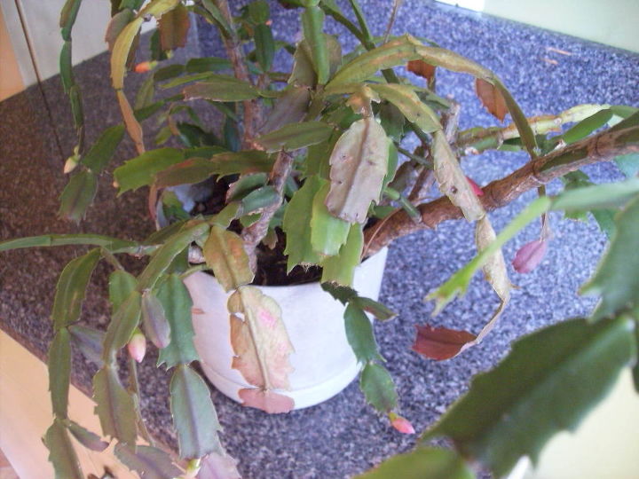 i have a xmas cactus that s probably 25 yrs old for many years now it s bloomed at, gardening