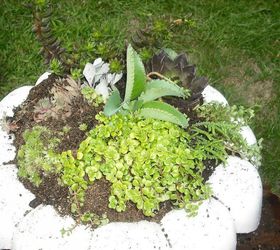 succalents planted in a bird bath made into a planter, curb appeal, gardening, Planter
