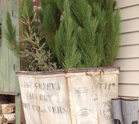 use what ya have, gardening, repurposing upcycling, I unearthed this fabulous laundry cart from my shed full of stash plunged a LOT of spruce tops in for a vignette on my front porch