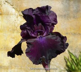 new vegetable edging and black iris in bloom, concrete masonry, diy, gardening