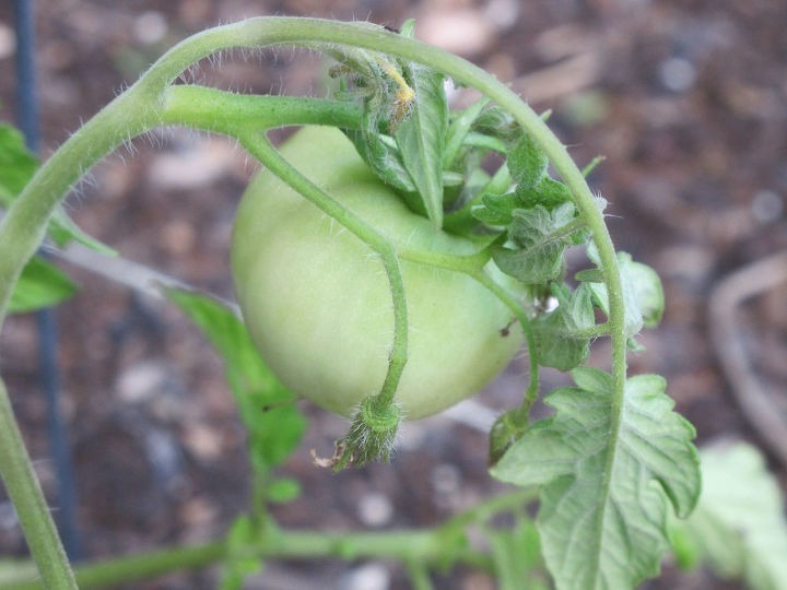 plantas de tomate jardineria en contenedor