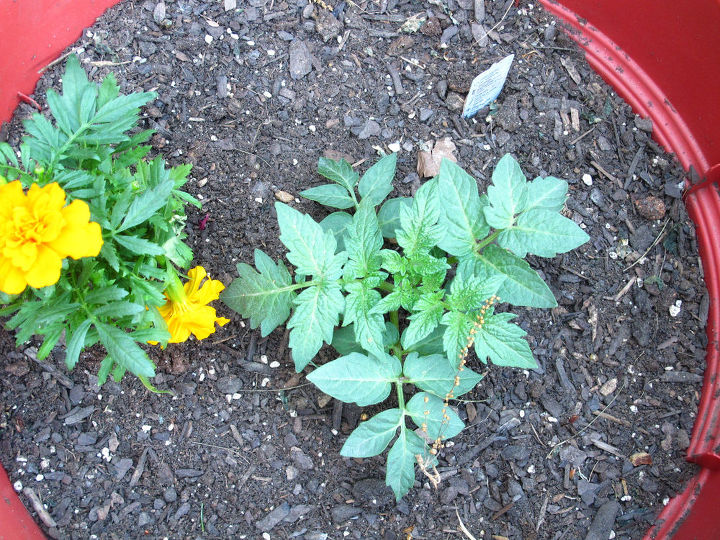 plantas de tomate jardinagem em continer