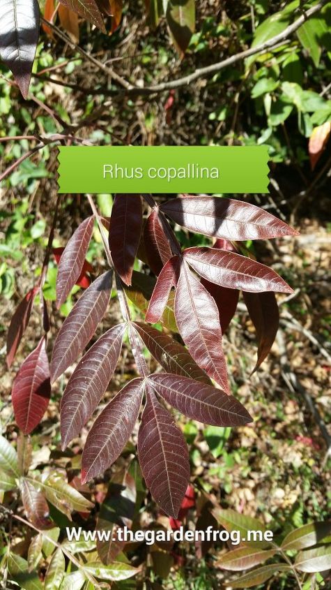 sumac plant tips, gardening