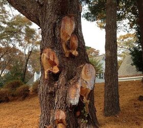 the hacking of a large white pine, gardening, Large white pine hacked to death