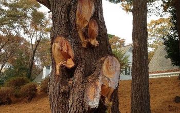 The Hacking of a Large White Pine
