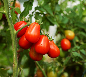A Helpful Guide on Types of Tomatoes to Grow