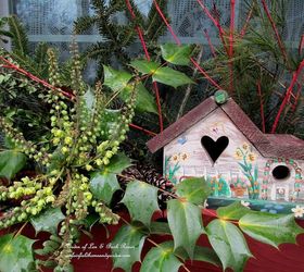 heart amp home valentine s day, gardening, Mahonia Japonica provides the bloom in this window box