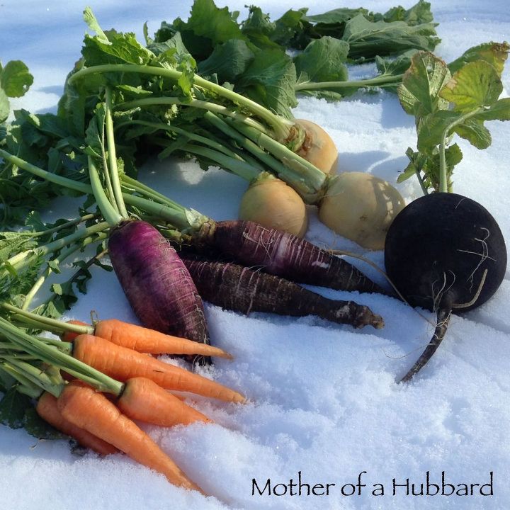 legumes mais doces cultivados no inverno, vegetais de raiz de inverno